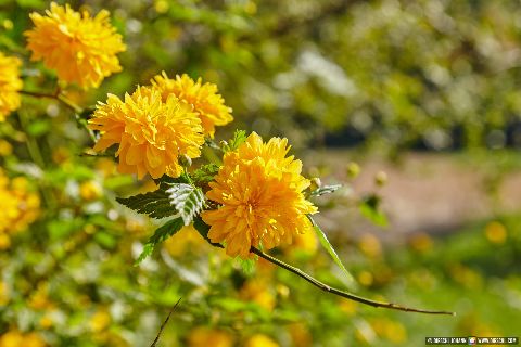 Gemeinde Marktl Landkreis Altötting Leonberg Biergarten Frühling (Dirschl Johann) Deutschland AÖ